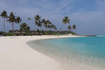 Tropical beach with palm trees