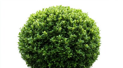 Lush, round, green bush isolated on white background.