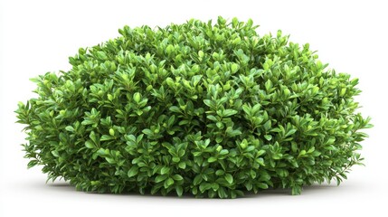 Naklejka premium Lush green shrub, round shape, isolated on white background.