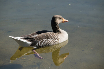 Auf dem Wasser Schwimmende Graugans