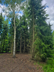 Woodland Tapestry Trees and Shrubs in Natural Forest Landscape