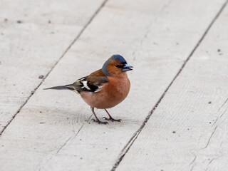 Chaffinch is a songbird of the finch family