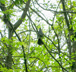 A grey catbird singing in spring