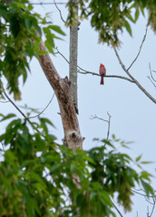 Male cardinal looking for a mate