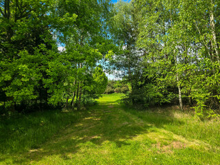 Obraz premium Woodland Tapestry Trees and Shrubs in Natural Forest Landscape