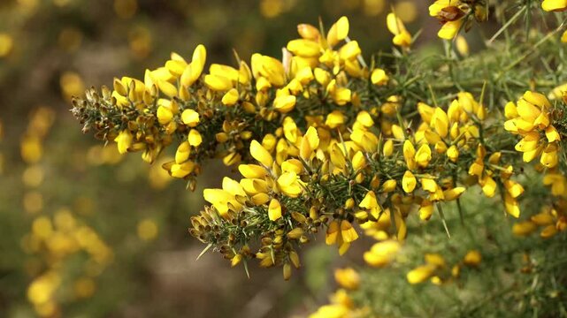 Close up of Common gorse, Ulex europaeus, yellow flowers swaying in a springtime breeze