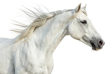 Obraz premium White Horse Portrait With Flowing Mane on a White Background