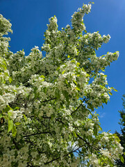 Spring Kaleidoscope Blooming Trees in Botanical Garden