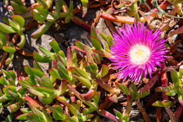 A bright pink flower with a yellow center contrasts beautifully against green and red-tipped...