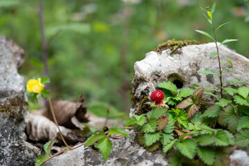 A vibrant red mock strawberry (Duchesnea indica) growing among green leaves on a mossy rock in a forest. Close-up shot with natural lighting and soft background blur