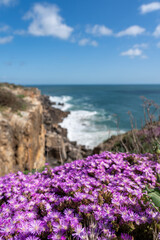 Vibrant purple flowers by the sea, with a stunning view of the rocky cliffs and turquoise ocean waves in the background