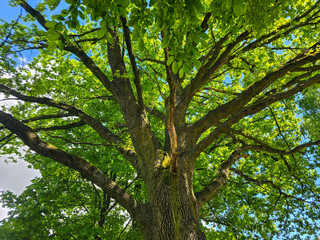 Majestic Tree with Lush Canopy Symbol of Nature's Power and Harmony