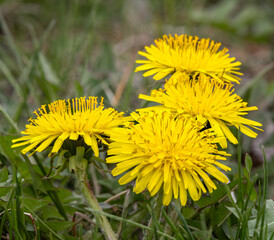 A close up of four dandelion flowers
