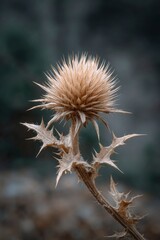 Dried Thistle Flower: A Moody Botanical Close-up