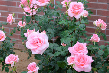 バラ　サマーレディ