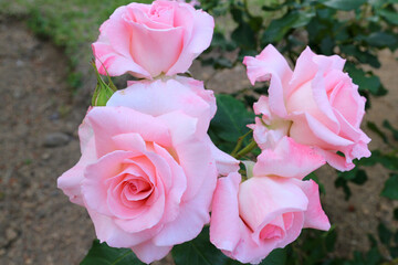 バラ　ブライダルピンク