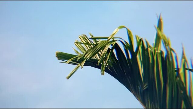 areca palm leaves against a bright blue sky background