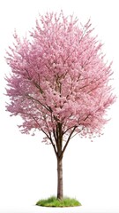 Obraz premium Full bloom cherry tree isolated on white background in spring season