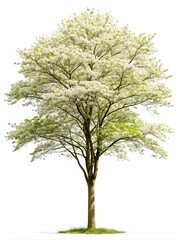 Obraz premium Magnificent dogwood tree in full bloom against a clear white background display