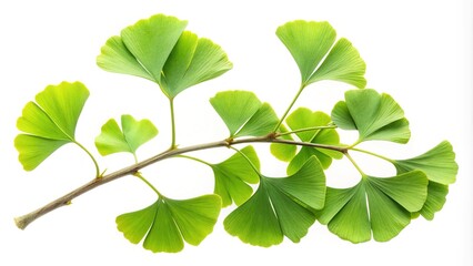 Fresh ginkgo biloba leaves on a branch against a white backdrop showing details