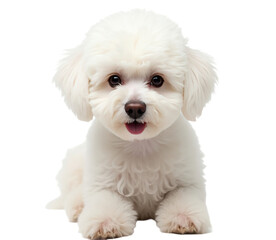 Cute White Bichon Frise Puppy