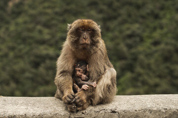 Picture of a Barbary macaque mother holding her child