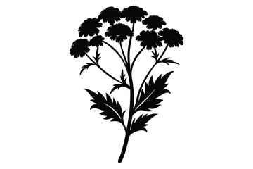 Obraz premium Silhouette shows a tall, elegant tansy plant with intricate leaves and clustered flowers