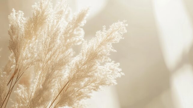 Delicate pampas grass in soft natural light feathery texture minimalist botanical image