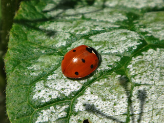 Seven-spot ladybird beetle (Coccinella septempunctata) sitting on a Siberian bugloss leaf