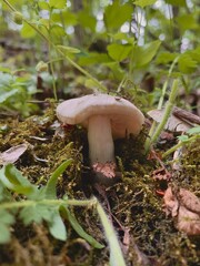 Close-up of a wild mushroom growing in moss and forest ground vegetation. Low angle view with natural light. Woodland flora and organic nature concept, ideal for autumn or biodiversity themes.