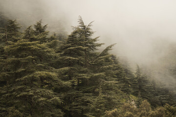 Foggy forest in a beautiful landscape