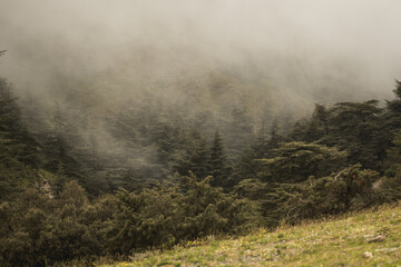 Foggy forest in a cold winter day