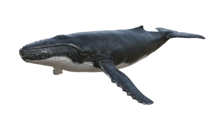 Isolated Humpback Whale Swimming Gracefully