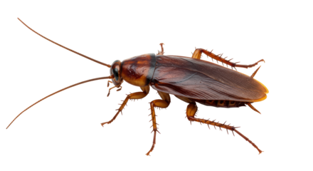 Isolated American Cockroach Perched with Visible Antennae and Legs
