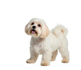 Obraz premium A fluffy white Shih Tzu dog standing on a transparent background.