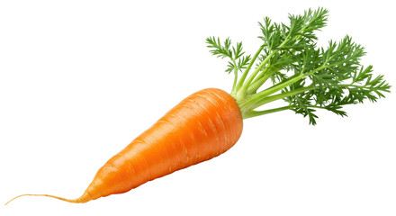 Isolated Vibrant Orange Carrot with Fresh Green Top