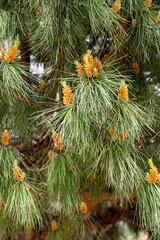 Detailed view of a pine branch displaying bright, orange cones and lush green needles, representing...