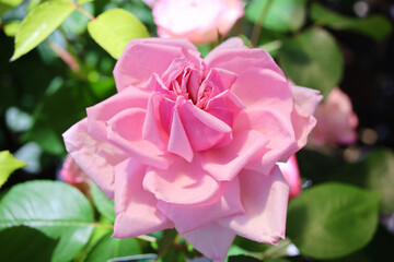 バラ　ラフランス