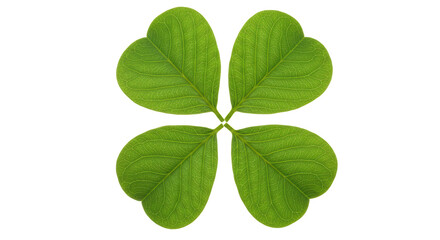 Isolated Four-Leaf Clover with Detailed Veins