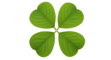 Isolated Four-Leaf Clover with Detailed Veins