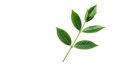 Isolated Green Leafy Twig