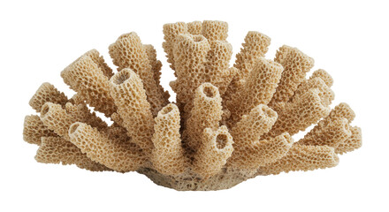 Isolated Textured Coral Piece Natural Aquatic Beauty © Laura