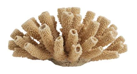 Isolated Textured Coral Piece Natural Aquatic Beauty