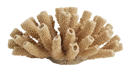 Gardinen Korallenriff Isolated Textured Coral Piece Natural Aquatic Beauty  © Laura