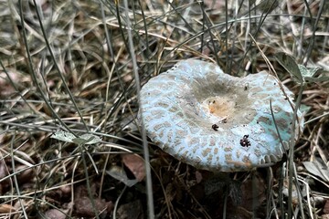 Blue-green mushroom with textured cap in dry grass and foliage.