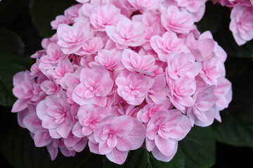 アジサイ　月影ピンク