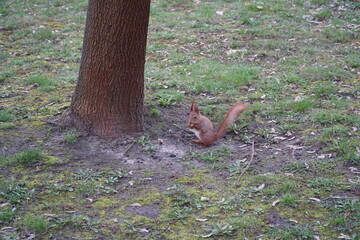 squirrel
