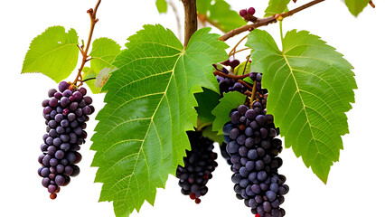 Obraz premium Purple grape cluster hanging with vine detail, isolated on white with rich color and healthy shine.