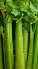 Obraz premium Fresh and juicy celery stalks glistening with water droplets on a solid glass background