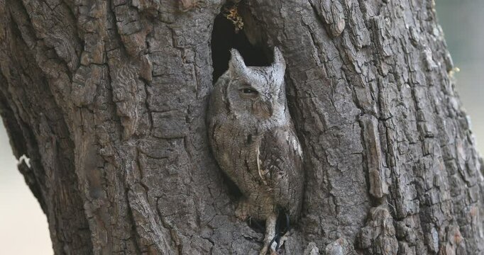 Hidden owl. European scops owl, Otus scops, in nesting tree hole at sunrise. Small owl peeks out from trunk showing yellow eyes. Bird also known as Eurasian scops owl. Wildlife. Morning in nature.